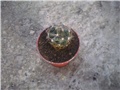 Escobaria missouriensis